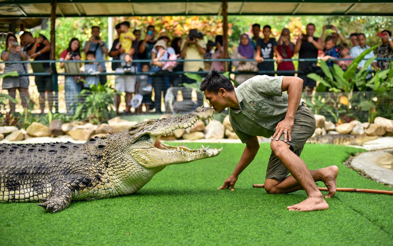 Crocodile basking on a rock at Crocodile Adventureland Langkawi.