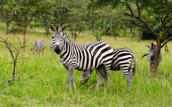 da zanzibar: safari in 4x4 con trasferimento in aereo al parco nazionale di nyerere-6