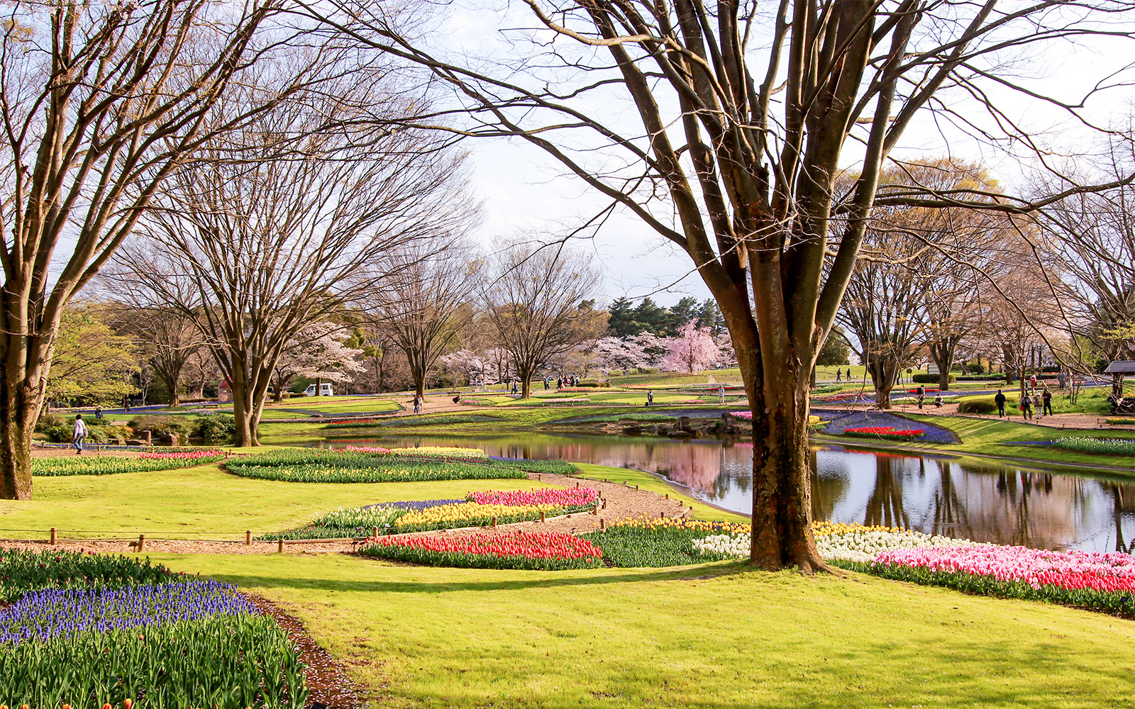 Showa Kinen Park near Sanrio Puroland