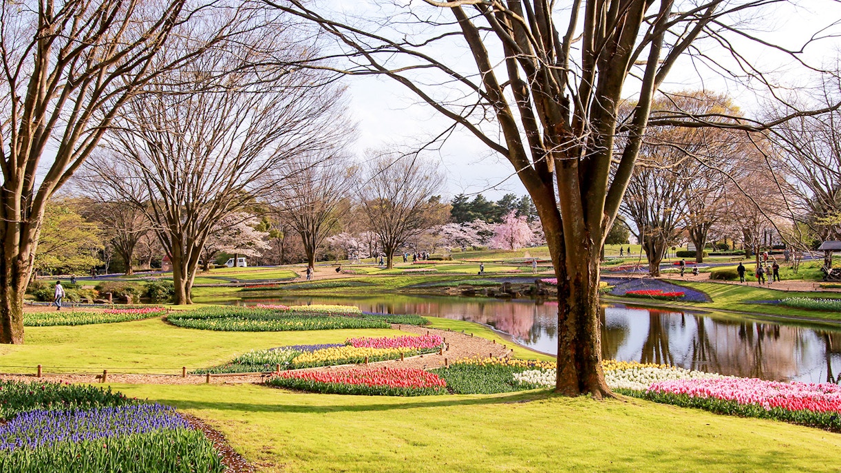 Showa Kinen Park near Sanrio Puroland