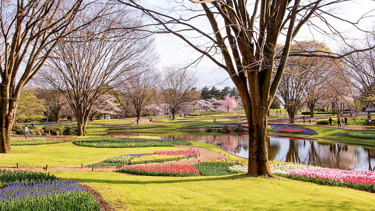 Showa Kinen Park near Sanrio Puroland