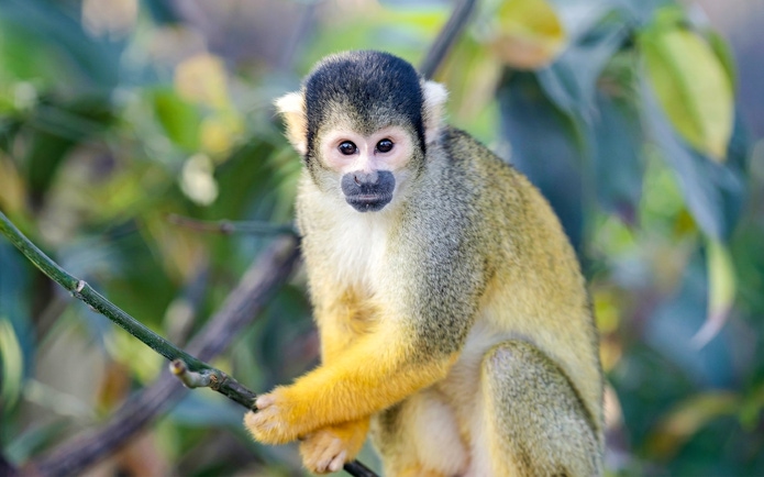 Squirrel monkey on a branch at Zooparc de Beauval, Loire Valley, France.