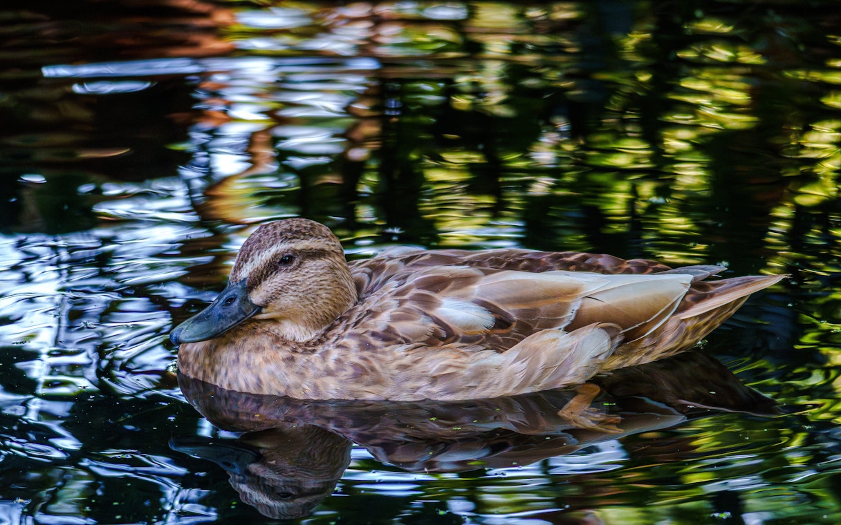 Duck swimming at Willowbank Wildlife Reserve.