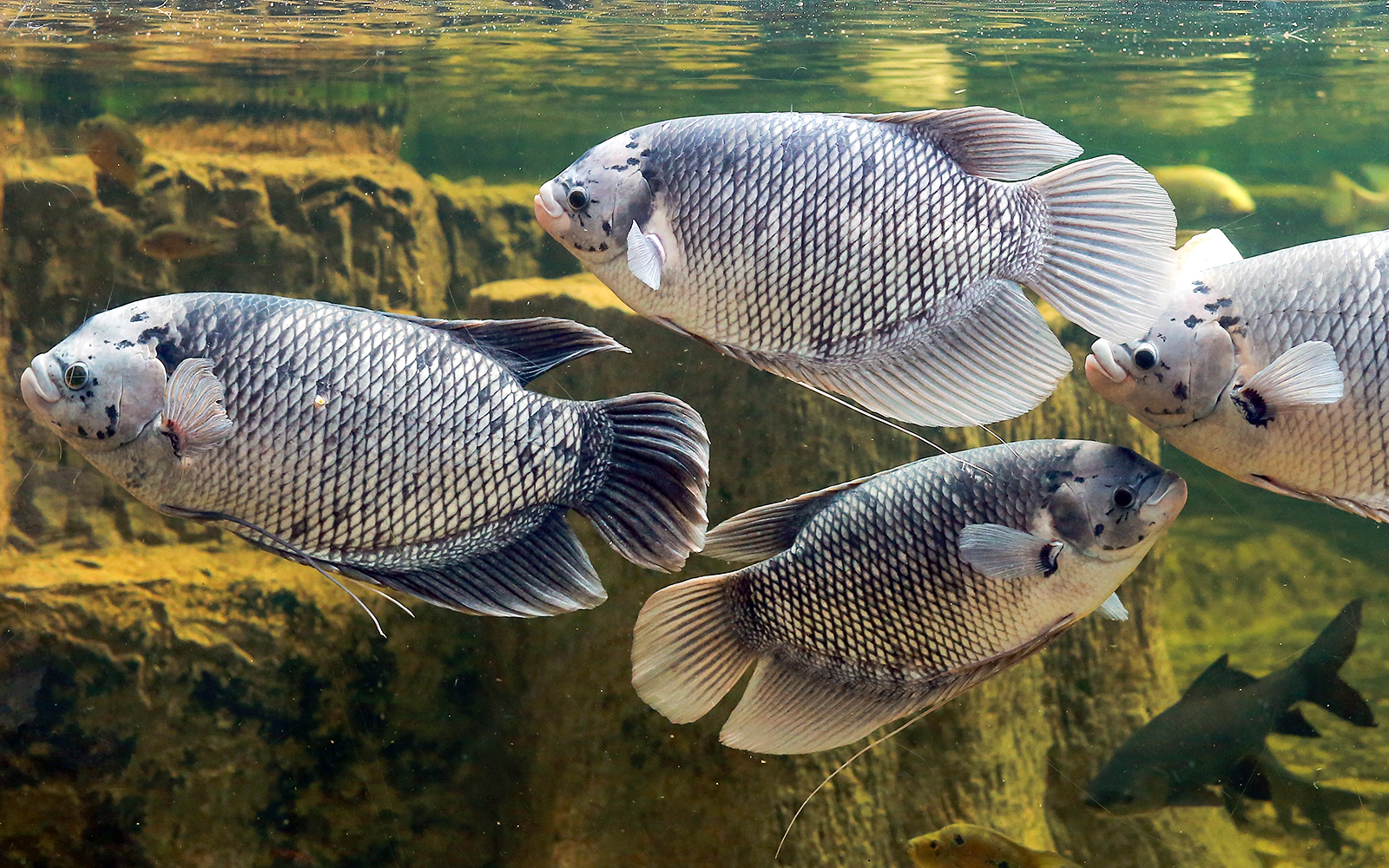 Langkawi Underwater World