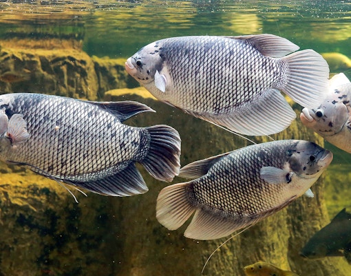 Langkawi Underwater World
