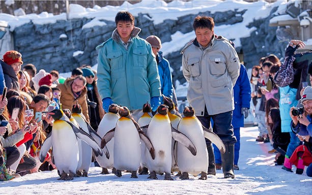 Penguin parade at Asahiyama Zoo with visitors watching in winter.