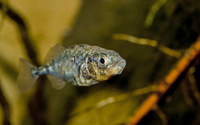 Three spined stickleback swimming at Alpenzoo Innsbruck.