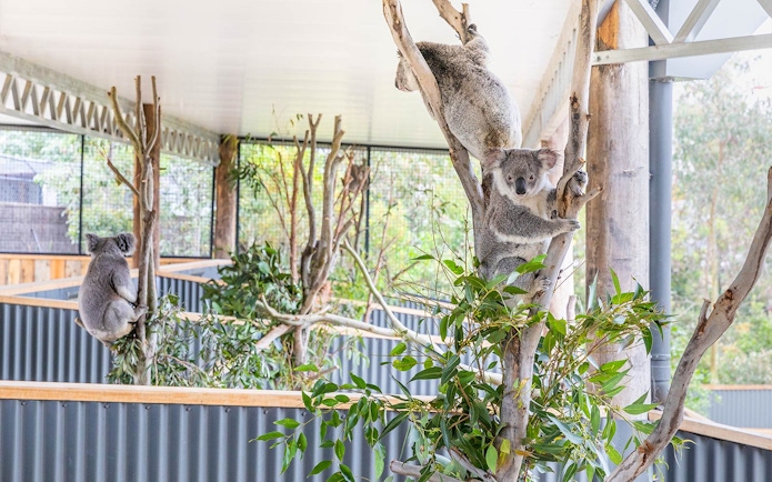 Koalas climbing trees in an enclosure at Sydney Zoo.