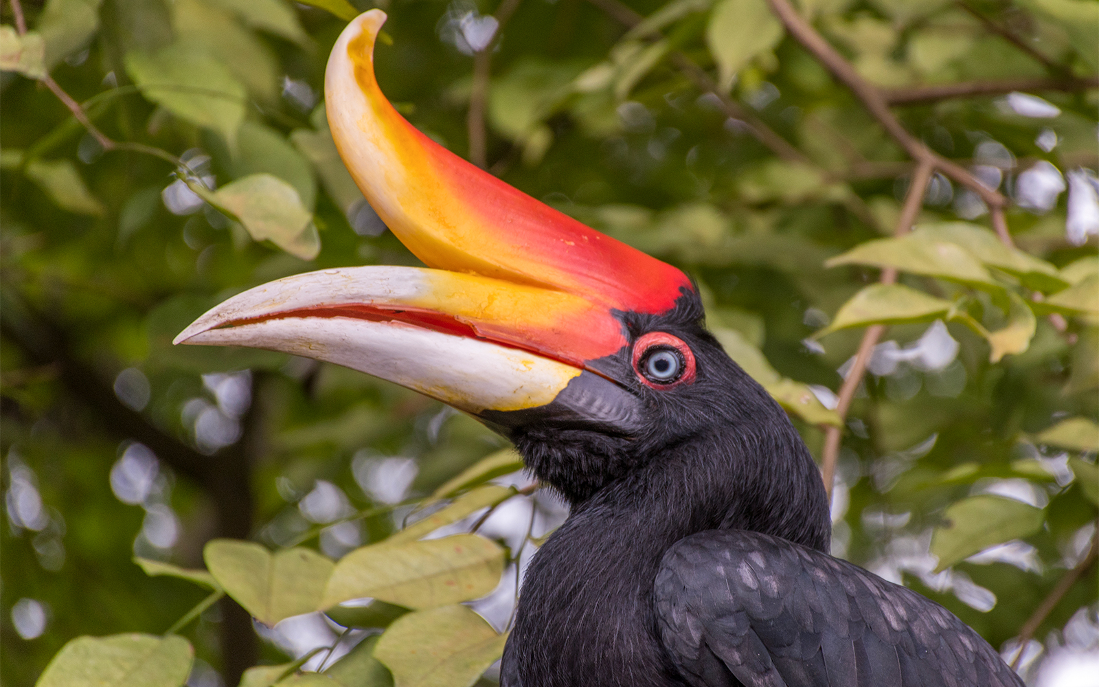 Kuala Lumpur Bird Park