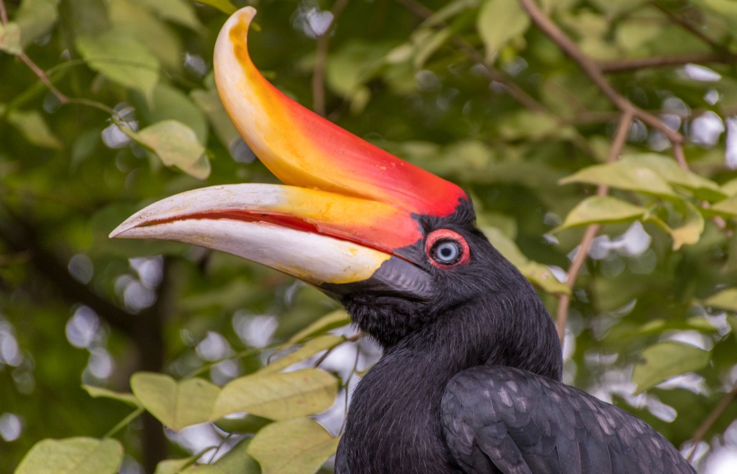 Hornbill at Kuala Lumpur Bird Park with vibrant beak and lush foliage background.