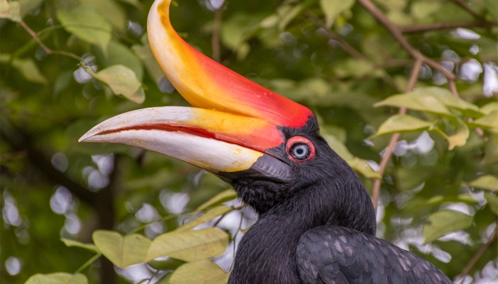 Hornbill at Kuala Lumpur Bird Park with vibrant beak and lush foliage background.