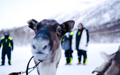 From Tromsø: Reindeer Sledding and Sami Culture Tour with Lunch and Hot Drinks