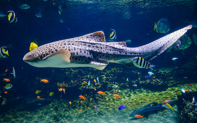 Leopard shark swimming among colorful fish at Nausicaá aquarium.
