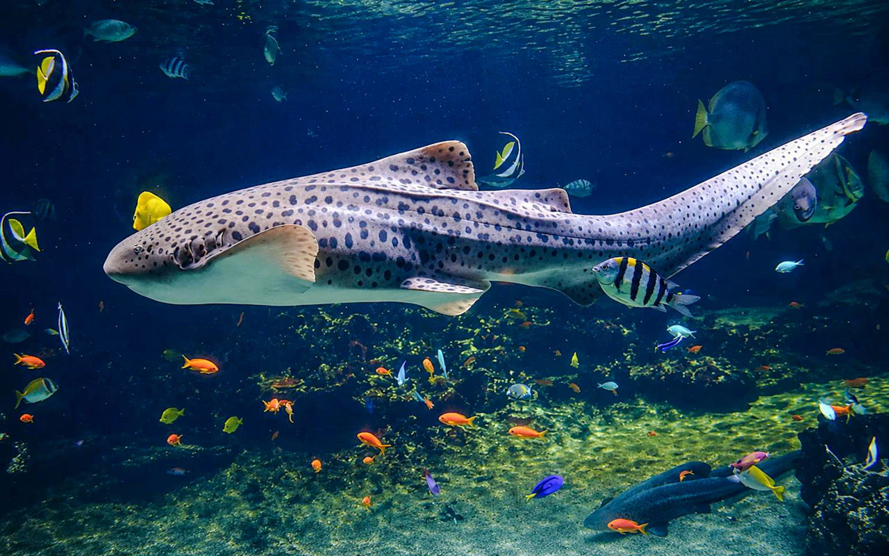 Nausicaá - Visite guidée sur le thème des requins au Centre national de la mer — 3