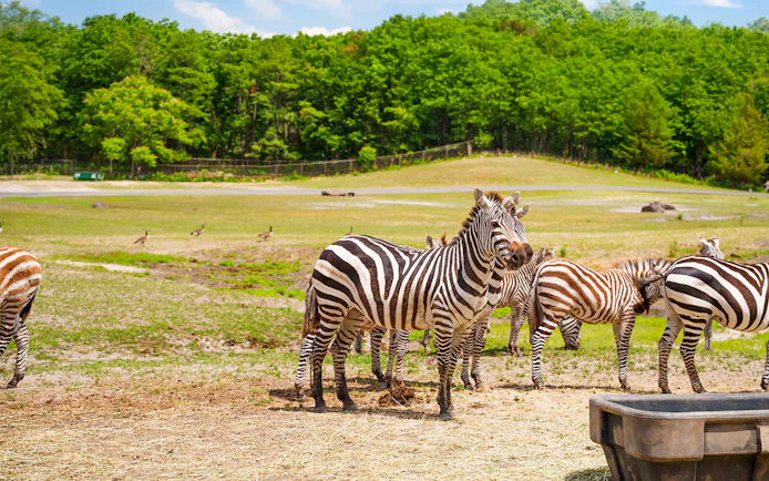 Zebras grazing at Six Flags Wild Safari, Off-Road Safari Adventure.