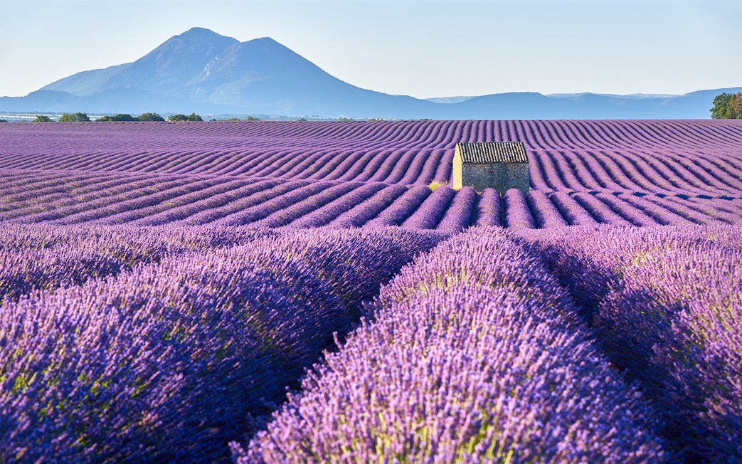 Tourists walking through lavender fields in Provence, France, with Verdon Gorges in the background.