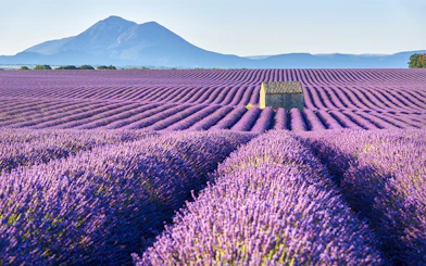 Tourists walking through lavender fields in Provence, France, with Verdon Gorges in the background.