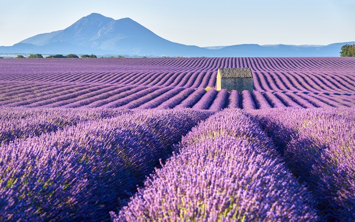 Tourists walking through lavender fields in Provence, France, with Verdon Gorges in the background.
