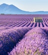 Valensole Plateau