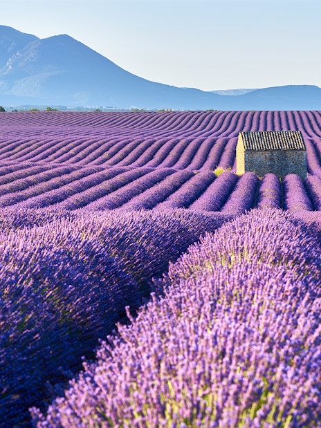 Tourists walking through lavender fields in Provence, France, with Verdon Gorges in the background.