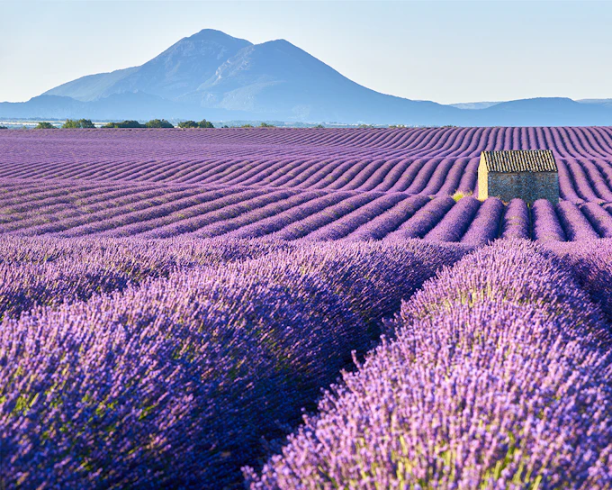 From Nice: Full-Day Provence and Lavender Tour