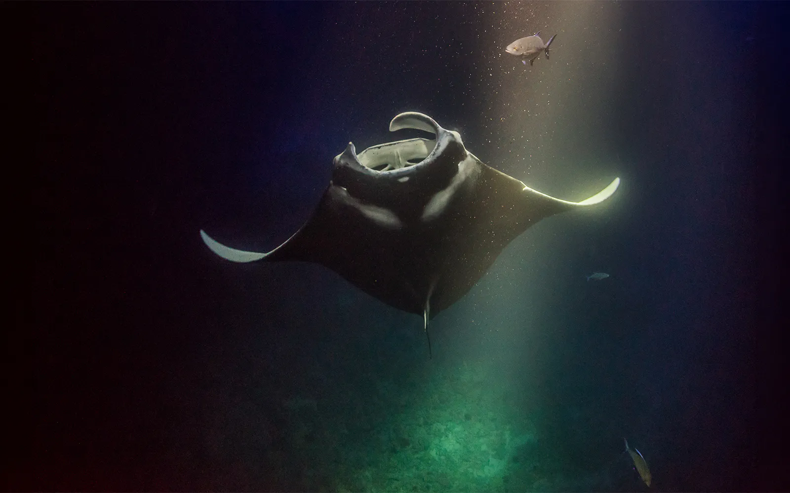 Manta ray swimming at night during a snorkel session on Big Island.