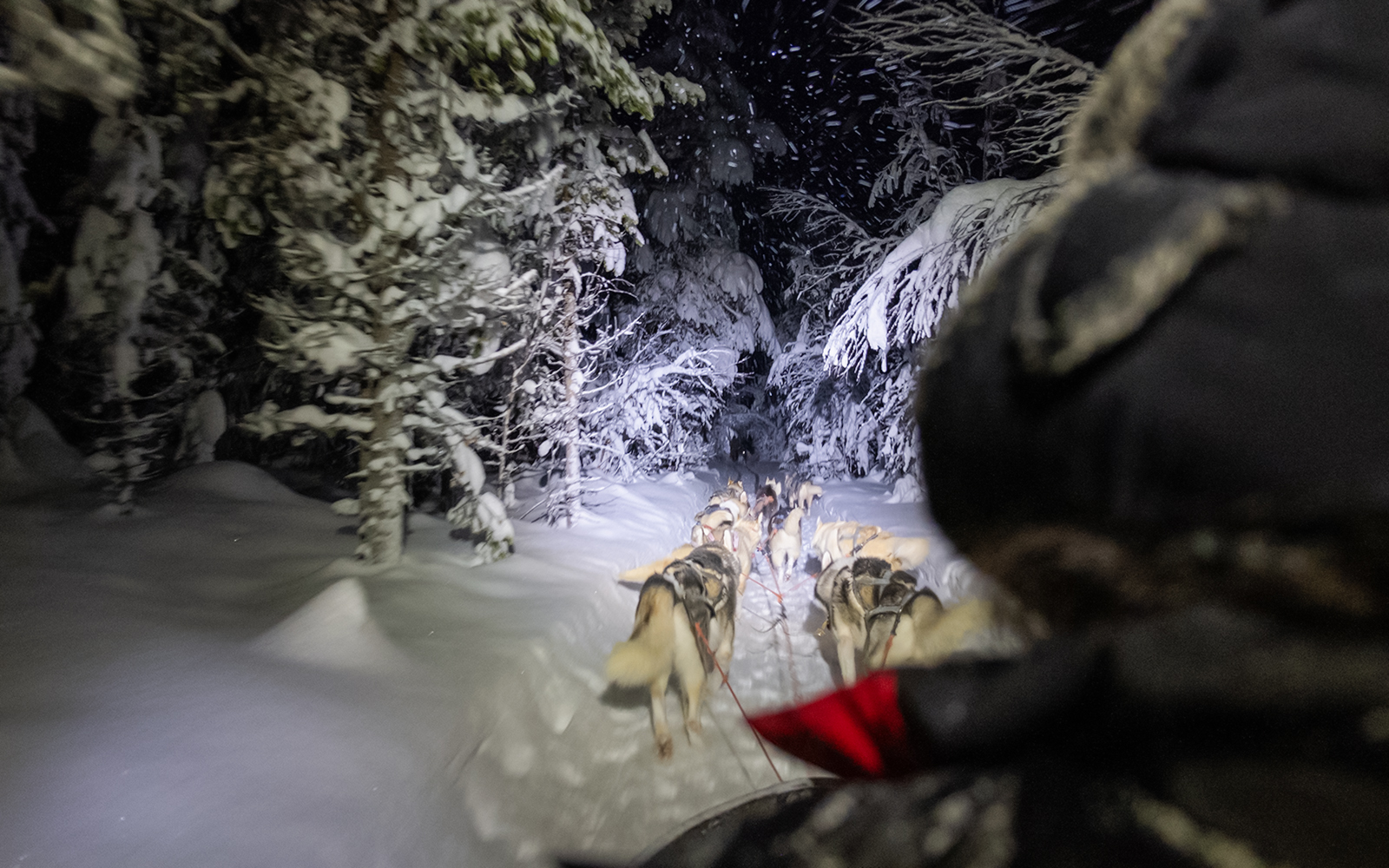 Huskies pulling a sled through a snowy forest at night.