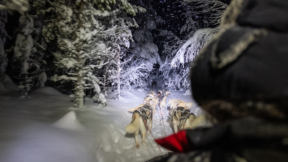 Huskies pulling a sled through a snowy forest at night.