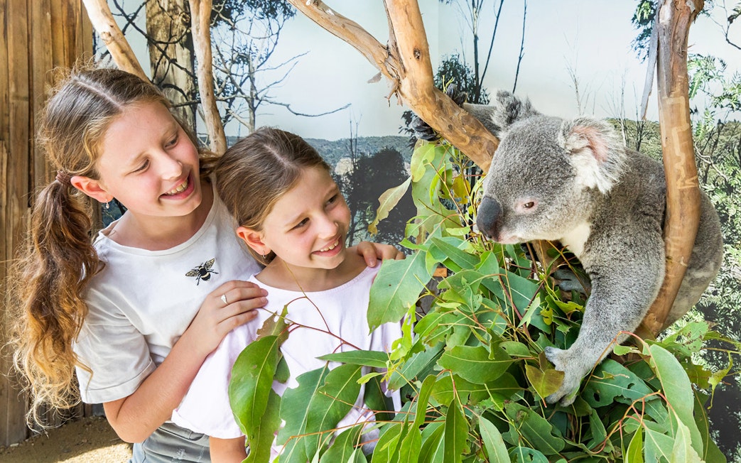 Children observing a koala at Sydney Zoo during the Blue Mountains tour.