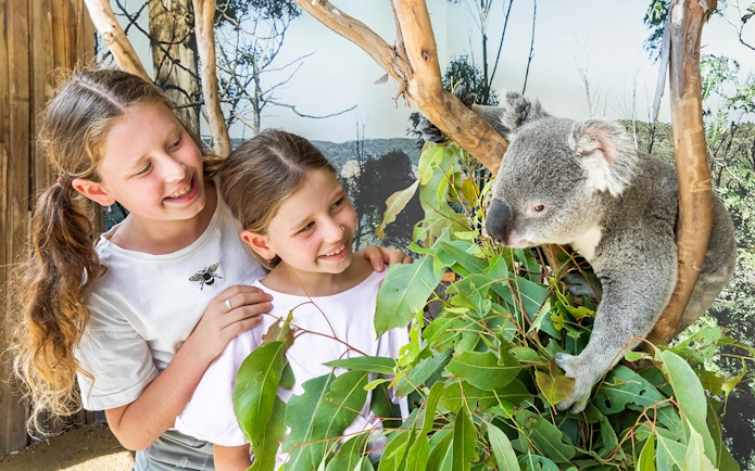 Children observing a koala at Sydney Zoo during the Blue Mountains tour.