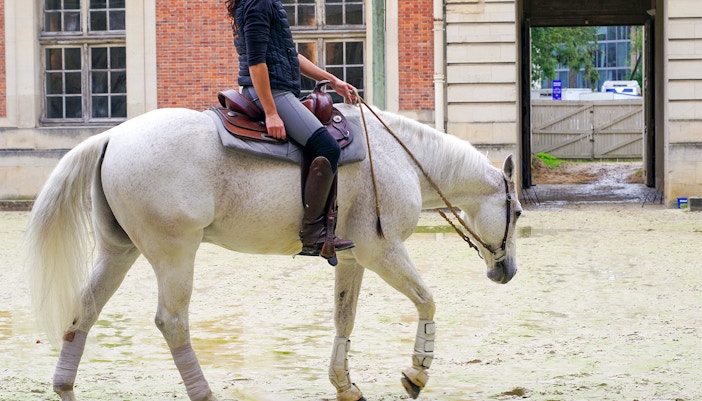 The Great Stables of Versailles