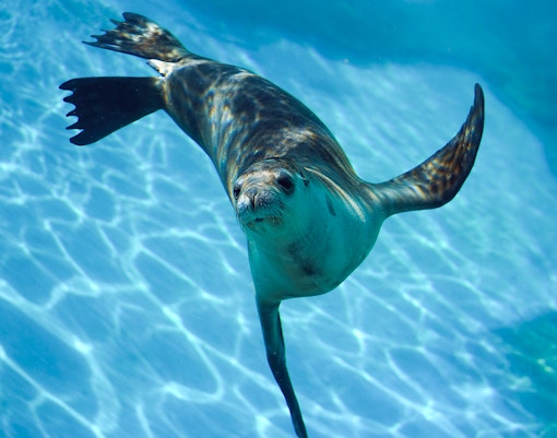 seaworld abu dhabi tickets