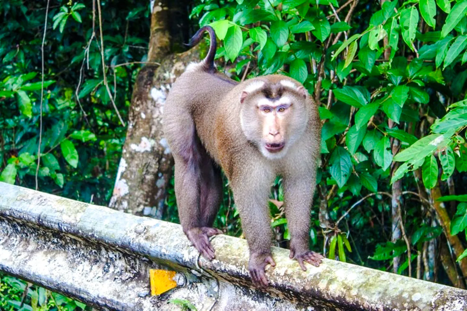 From Bangkok: Khao Yai National Park Small-Group Day Trip with Park Entrance Fee Image 7