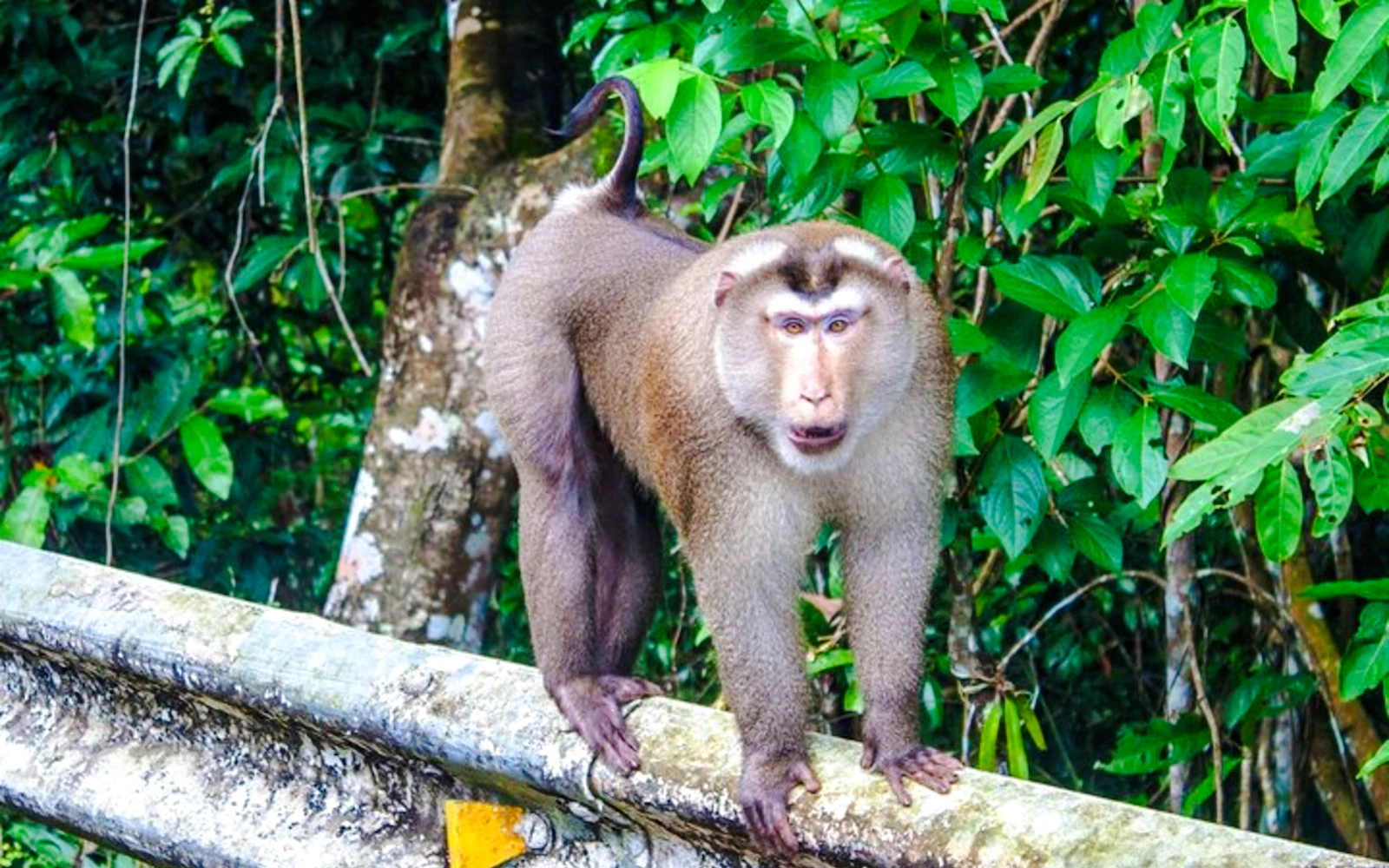 From Bangkok: Khao Yai National Park Small-Group Day Trip with Park Entrance Fee Image 7