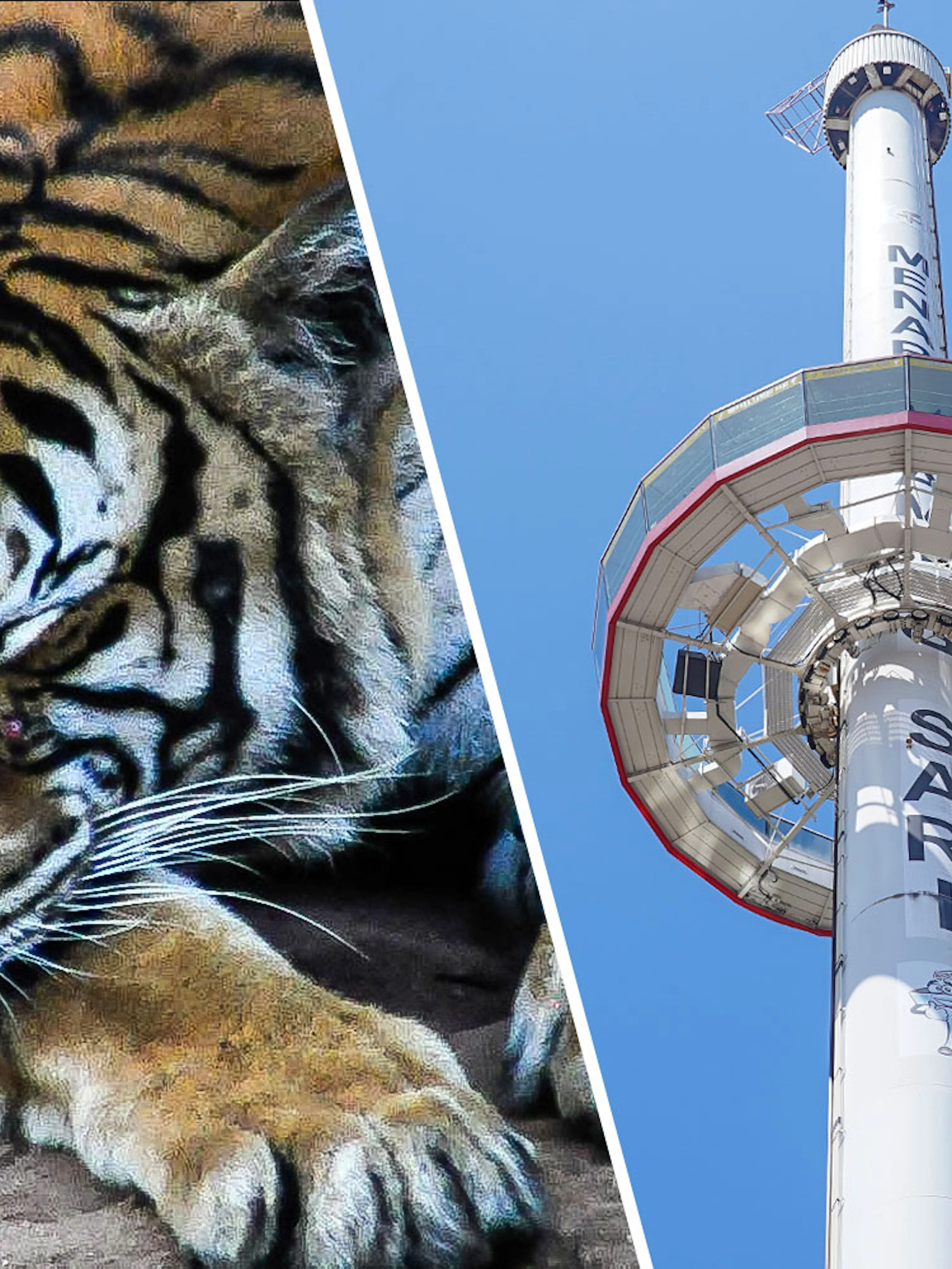 Tiger resting at Zoo Melaka and Menara Taming Sari tower against blue sky.
