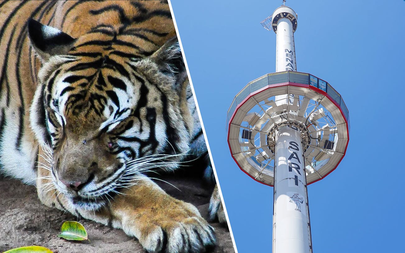 Tiger resting at Zoo Melaka and Menara Taming Sari tower against blue sky.