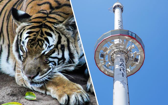 Tiger resting at Zoo Melaka and Menara Taming Sari tower against blue sky.