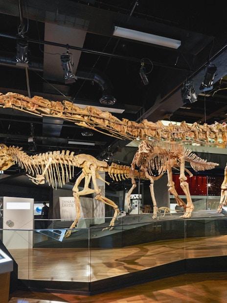Dinosaur skeleton exhibit at Melbourne Museum.
