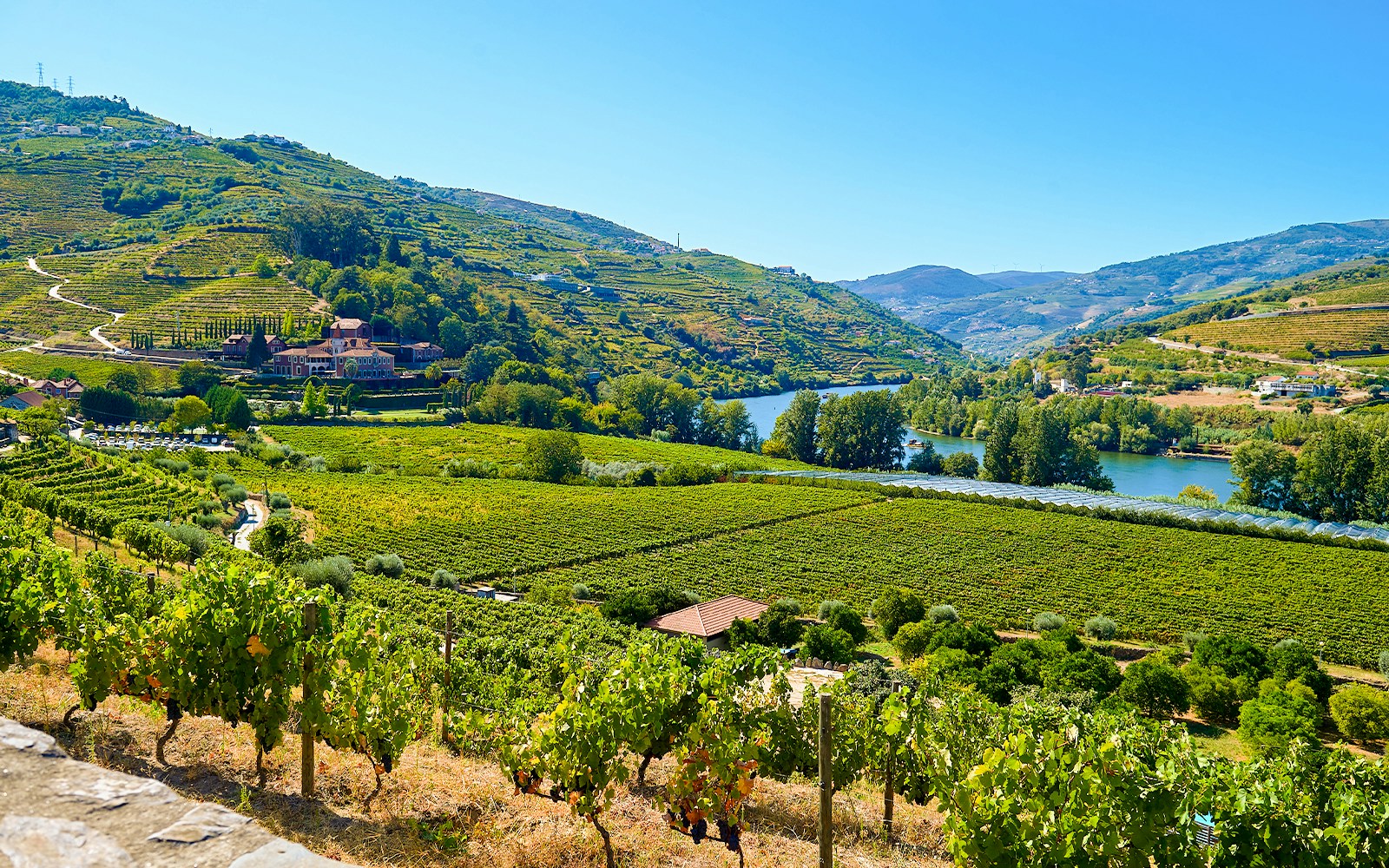 Vineyards and river in Douro Valley, Peso da Régua, Portugal.