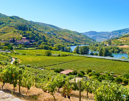 Vineyards and river in Douro Valley, Peso da Régua, Portugal.