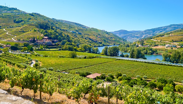 Vineyards and river in Douro Valley, Peso da Régua, Portugal.