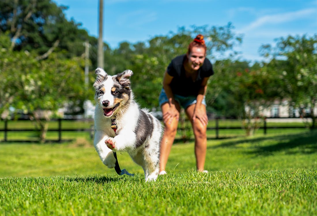 Dog - Australian Shepherd puppy