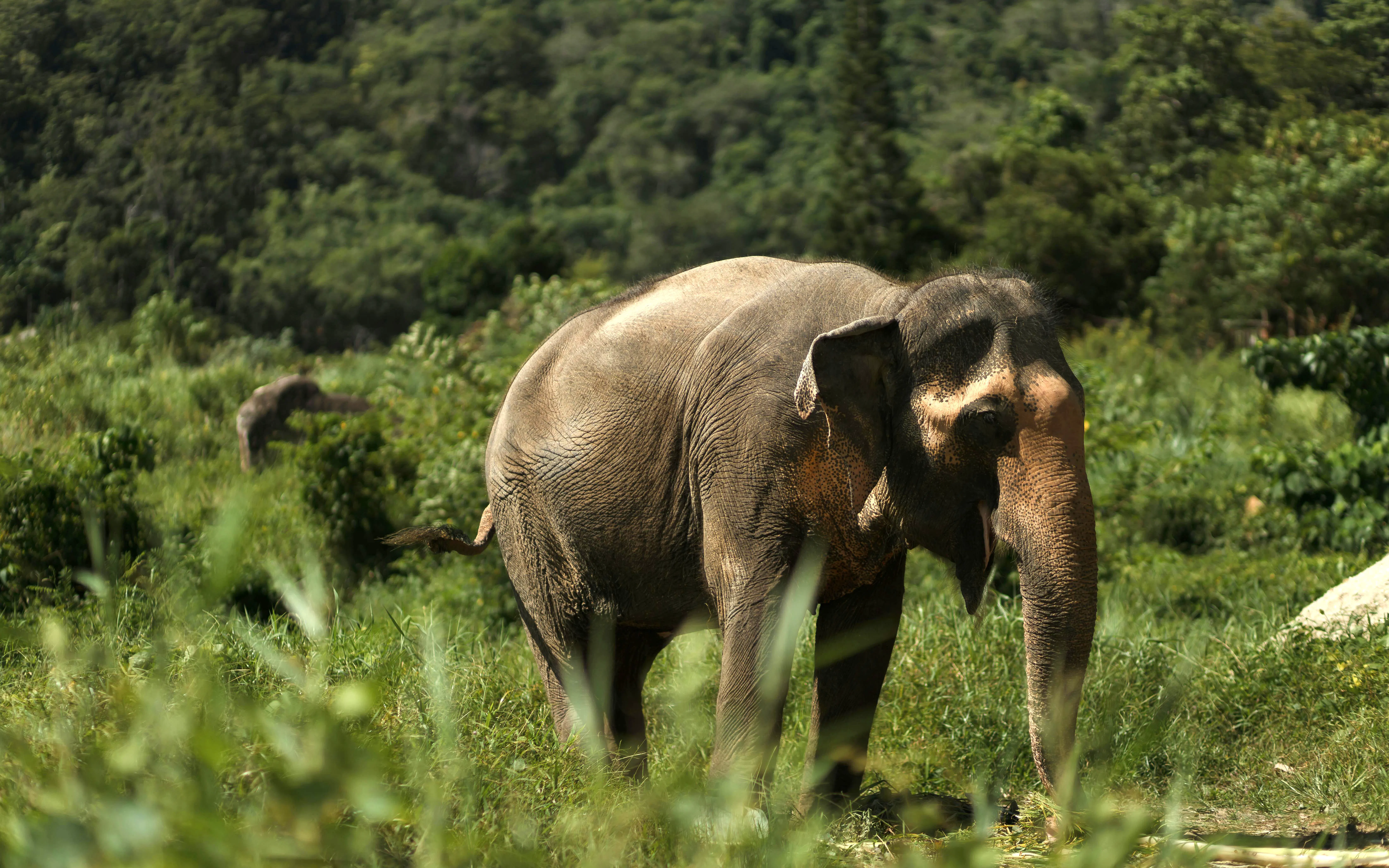 Elephant grazing in lush greenery at Bukit Elephant Park.