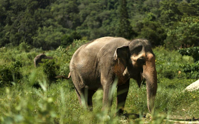 Elephant grazing in lush greenery at Bukit Elephant Park.