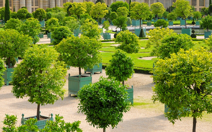 Orangery garden with potted citrus trees at Versailles Palace, France.