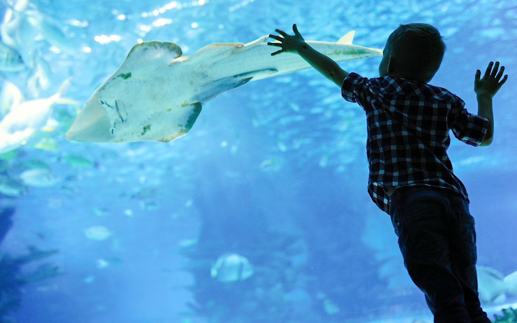 Child reaching towards a ray in an aquarium exhibit.