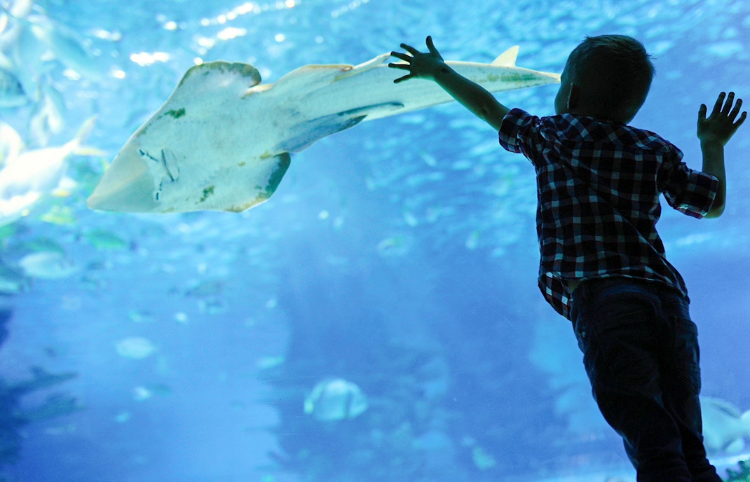 Child reaching towards a ray in an aquarium exhibit.
