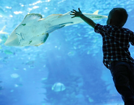 Child reaching towards a ray in an aquarium exhibit.