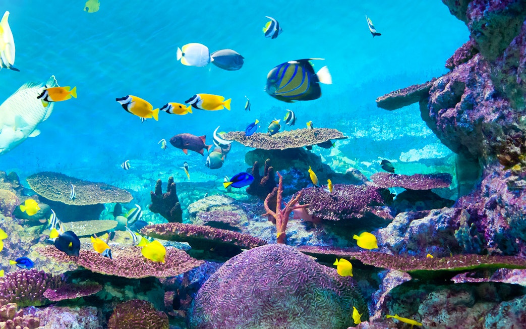 Tropical fish swimming among coral reefs at COEX Aquarium in Seoul.