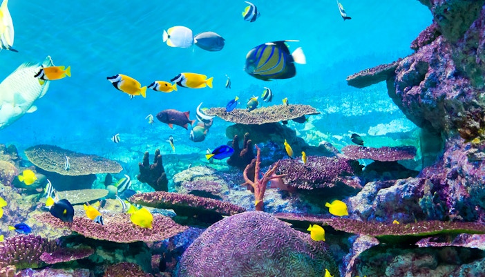 billet zoo Schönbrunn